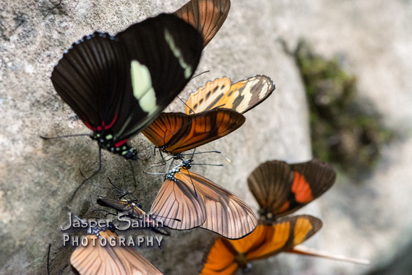 Wallace's Longwing (Heliconius wallacei) at left