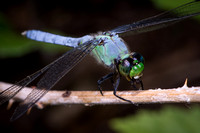 Dragonflies & Damselflies (Odonata)