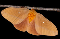 Oslar's Oakworm Moth (Anisota oslari) Lifecycle