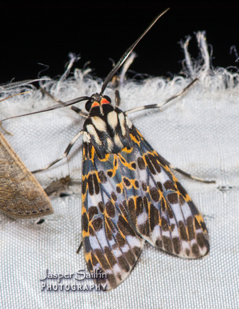 Tiger Moth (Eucereon mitigata) ?
