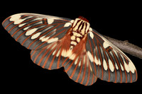 Splendid Royal Moth (Citheronia splendens sinaloensis) Lifecycle
