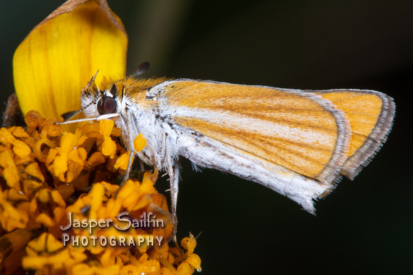 Southern Skipperling (Copaeodes minimus)