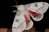 Heiligbrodt's Mesquite Moth (Syssphinx heiligbrodti) Lifecycle