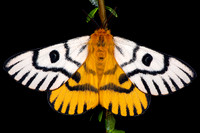 Nuttall's Sheep Moth (Hemileuca nuttalli) Lifecycle