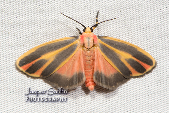 Painted Lichen Moth (Hypoprepia fucosa)