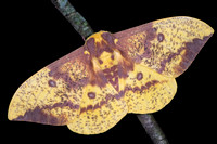 Imperial Moth (Eacles imperialis) Lifecycle
