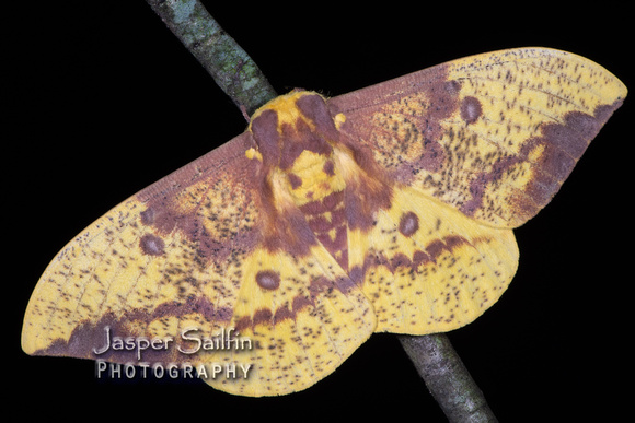 Imperial Moth (Eacles imperialis) male