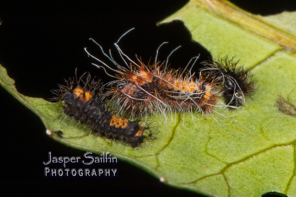 Walters' Saturnia Moth (Saturnia walterorum) newly moulted second instar caterpillar and late first instar caterpillar