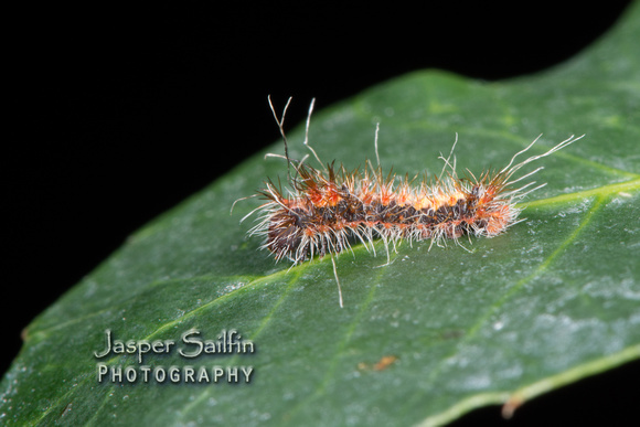 Walters' Saturnia Moth (Saturnia walterorum) second instar caterpillars
