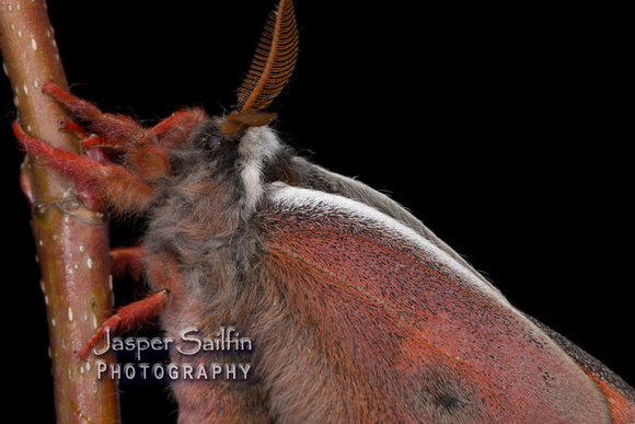 Walters' Saturnia Moth (Saturnia walterorum) moth. Male.