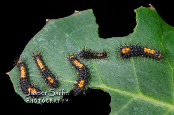 Walters' Saturnia Moth (Saturnia walterorum) first instar caterpillars