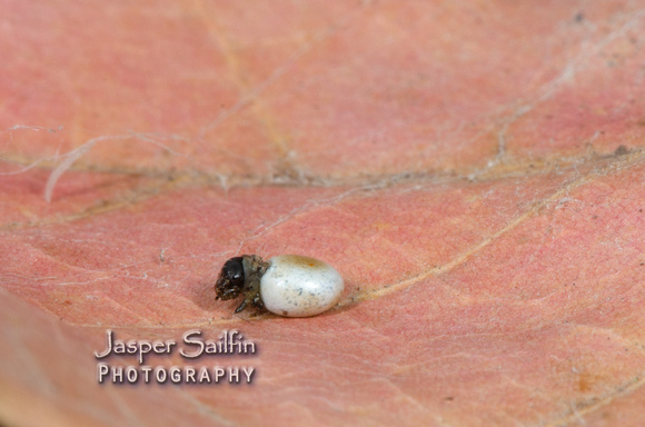 Walters' Saturnia Moth (Saturnia walterorum) ovum hatching