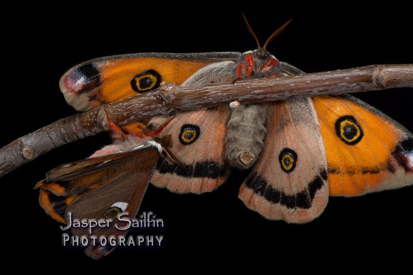 Walters' Saturnia Moth (Saturnia walterorum) moth. Female (right) and male.
