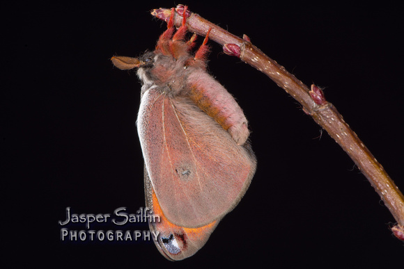 Walters' Saturnia Moth (Saturnia walterorum) moth. Male inflating wings