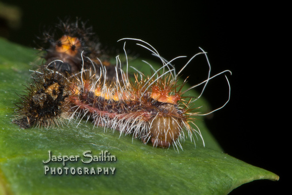Walters' Saturnia Moth (Saturnia walterorum) newly moulted second instar caterpillar and late first instar caterpillar
