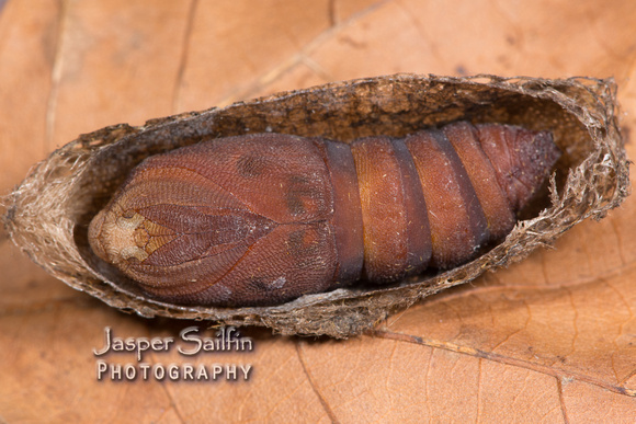 Walters' Saturnia Moth (Saturnia walterorum) pupa female