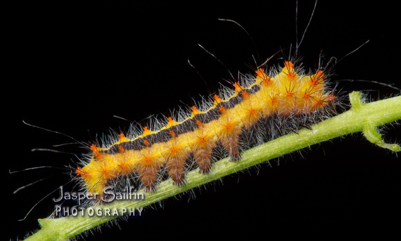 Walters' Saturnia Moth (Saturnia walterorum) caterpillar