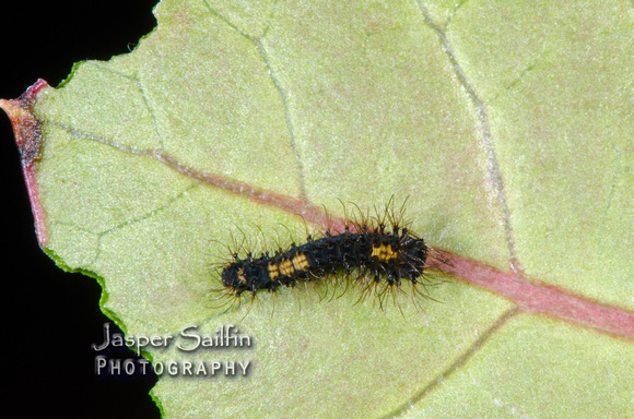 Walters' Saturnia Moth (Saturnia walterorum) first instar caterpillar