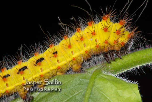 Walters' Saturnia Moth (Saturnia walterorum) caterpillar
