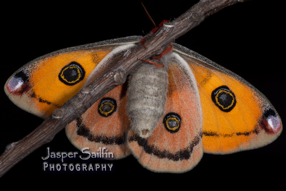 Walters' Saturnia Moth (Saturnia walterorum) moth. Female.