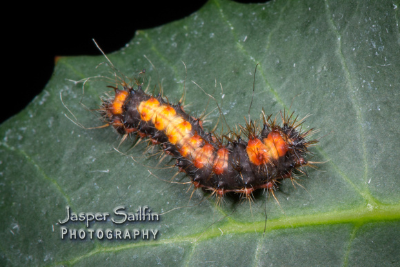 Walters' Saturnia Moth (Saturnia walterorum) second instar caterpillar