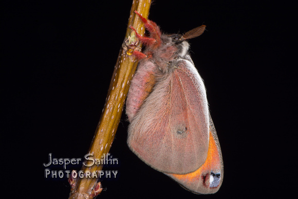 Walters' Saturnia Moth (Saturnia walterorum) moth. Male inflating wings