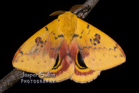 Florida Io Moth (Automeris io lilith) male