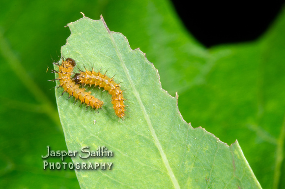 Io Moth (Automeris io) caterpillars