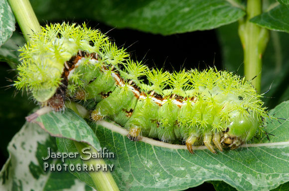 Io Moth (Automeris io) caterpillar