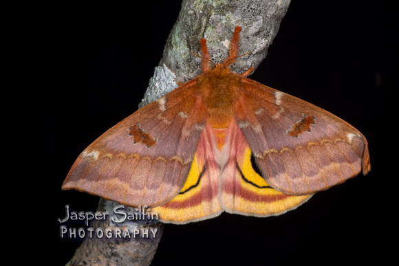 Io Moth (Automeris io) female