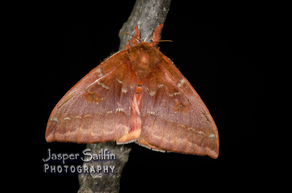 Io Moth (Automeris io) female