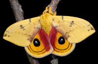 Io Moth (Automeris io) Lifecycle