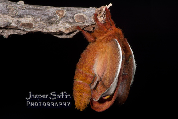 Florida Io Moth (Automeris io lilith) female inflating wings