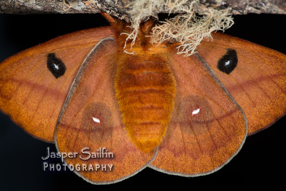 Florida Io Moth (Automeris io lilith) female