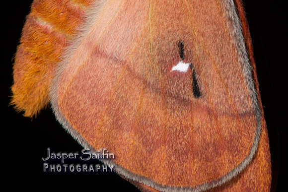 Florida Io Moth (Automeris io lilith) female inflating wings