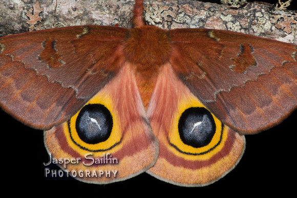 Florida Io Moth (Automeris io lilith) female