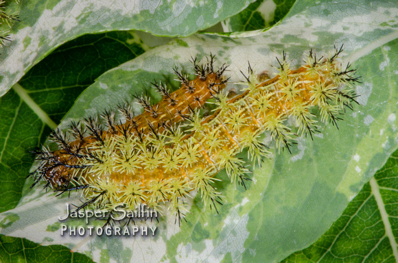 Io Moth (Automeris io) caterpillars