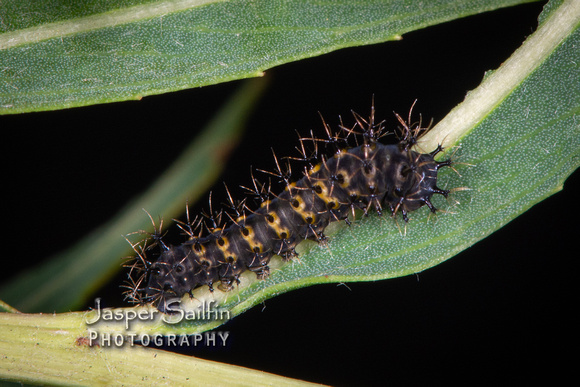 Ceanothus Silkmoth (Hyalophora euryalus) first instar caterpillars