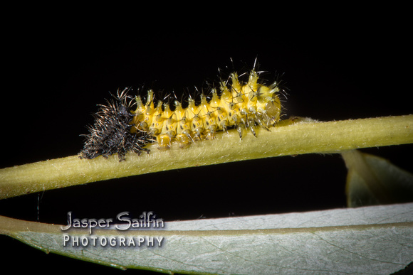 Ceanothus Silkmoth (Hyalophora euryalus) second instar caterpillar after moulting