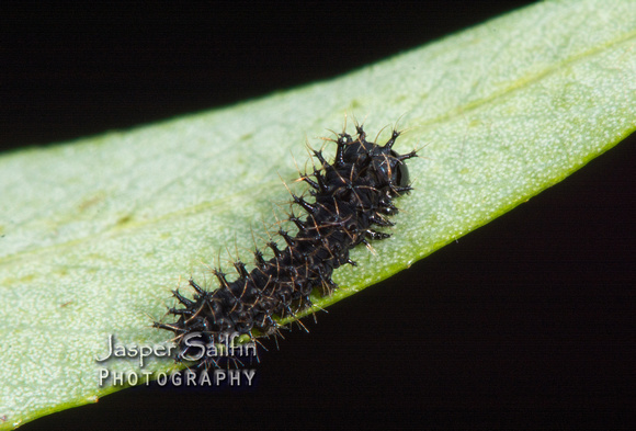 Ceanothus Silkmoth (Hyalophora euryalus) first instar caterpillar