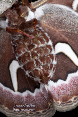 Ceanothus Silkmoth (Hyalophora euryalus)