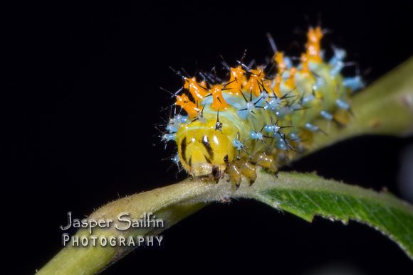 Ceanothus Silkmoth (Hyalophora euryalus) third instar caterpillar