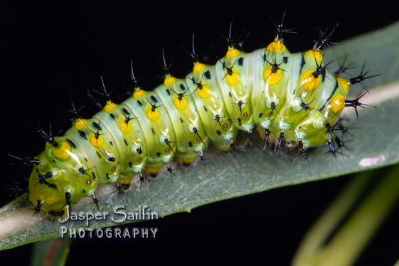 Ceanothus Silkmoth (Hyalophora euryalus) second instar caterpillar ready to moult