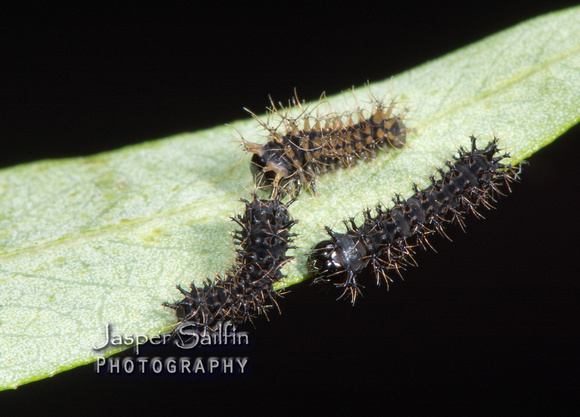 Ceanothus Silkmoth (Hyalophora euryalus) first instar caterpillars
