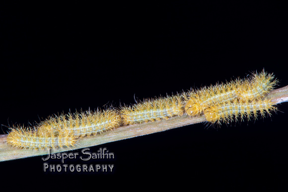 Patagonia Eyed Silkmoth (Automeris patagoniensis) first instar caterpillars