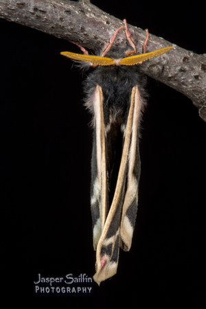 Rocky Mountain Agapema (Agapema homogena) male inflating wings