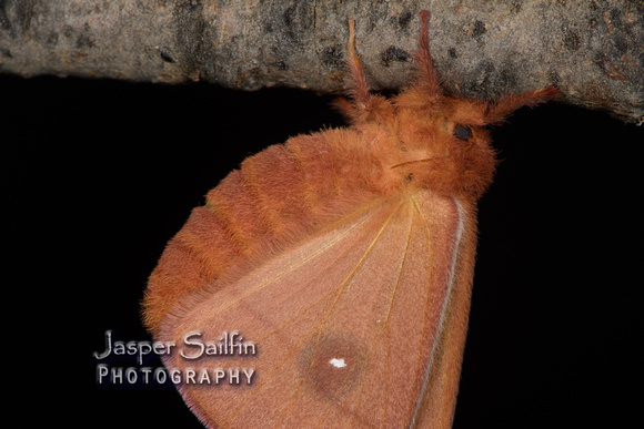 Patagonia Eyed Silkmoth (Automeris patagoniensis) female drying wings after eclosion