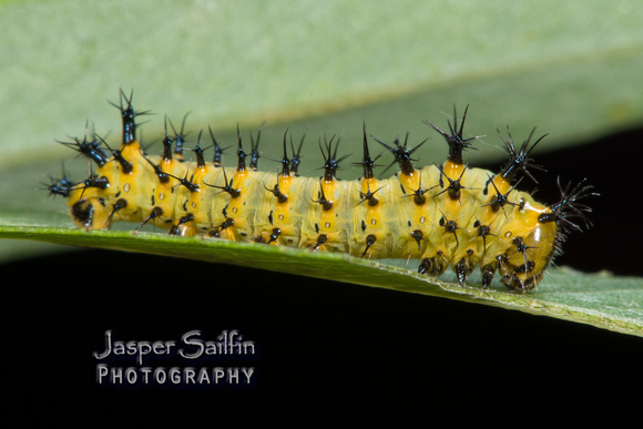Ceanothus Silkmoth (Hyalophora euryalus) second instar caterpillar
