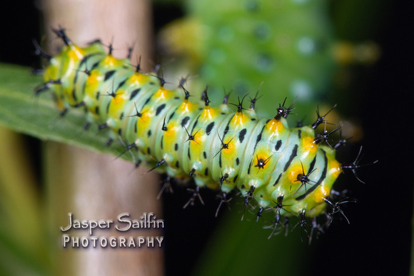 Ceanothus Silkmoth (Hyalophora euryalus) second instar caterpillar