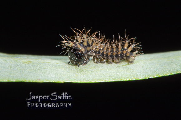 Ceanothus Silkmoth (Hyalophora euryalus) first instar caterpillar